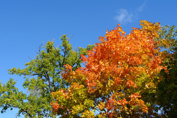 On the edge of summer and autumn. Green foliage of oak tree and orange maple leaves. Forest in russia.