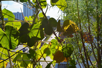 Ipomoea and cosmea leaves in small urban garden on the balcony. Home greening in city with climbing and flowering plants.