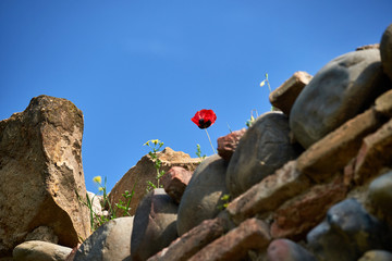 Poppy flower on the cracked stone wall background.