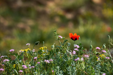 One red poppy blossom blooming outdoors in the spring.