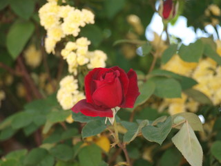 rosa roja entre rosas amarillas