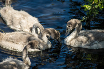 bébés cygne