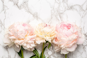 Beautiful white and pink peony flower on marble background with copy space for your text