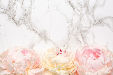 Beautiful white and pink peony flower on marble background with copy space for your text