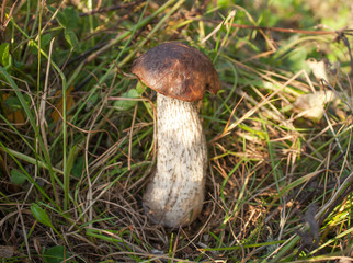 Birch bolete mushroom