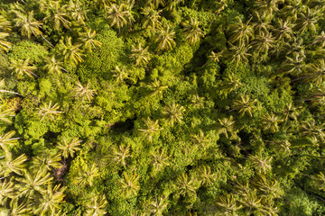 Drone shot Top Down of Coconut Trees in rainforest