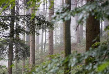 Wald mit Bäumen © UrbanExplorer
