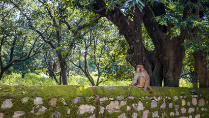 Monkeyon a stone wall in Rishikesh, India