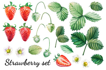 Watercolor set from red juicy strawberries with leaves and flower. Food background, painted bright composition. Hand drawn food illustration. Fruit print. Summer sweet fruits and berries.