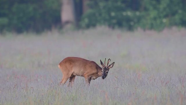 Roe buck search feed on the meadow at morning, summer, (capreolus capreolus), germany
