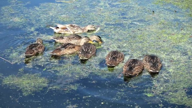 canards