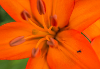 Ant crawling on the bright orange lily 