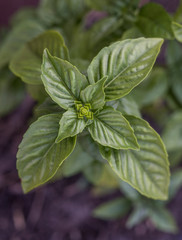 Top of the green basil close-up 