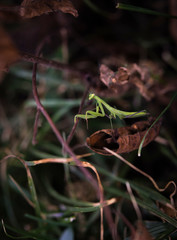 Young green mantis close-up on the brown background