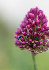 Metallic shiny beetle on the purple allium