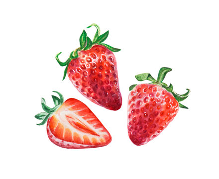 Watercolor red juicy strawberries with half berry. Food background, painted bright composition. Hand drawn food illustration. Fruit print. Summer sweet fruits and berries.