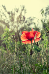 Fototapeta premium red wild poppy outdoors. sun behind. toned.