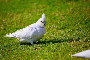 parrot