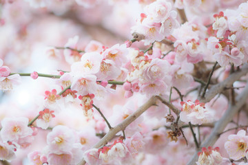 梅の花
