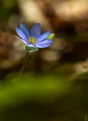 Leberblümchen (Anemone hepatica)