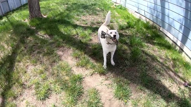 SLOW MOTION - Husky dog jumping with a rope bone dog toy in his mouth in the backyard.