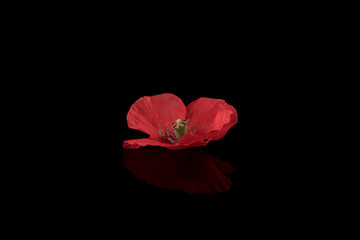 Naklejka premium Poppy, Cute Red Poppy reflecting on black background, centered