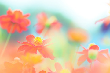 Fototapeta na wymiar カラフルな花　colorful flowers