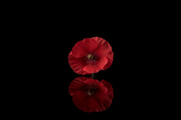 Naklejka premium Poppy, Red Poppy reflecting on black background, centered, copy space