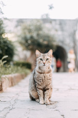 Street cats in Montenegro. Cats on the streets of the old town of Kotor.