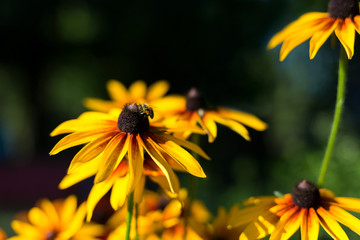 Photo of yellow flowers happy sunny summer day