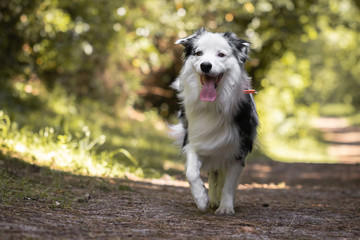 close up of beautiful and happy australian shepherd running towards camera on forest path