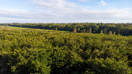 Fototapeta premium Aerial view of the New Forest National Park with heathland, forest and trail path under a majestic blue sky and some white clouds