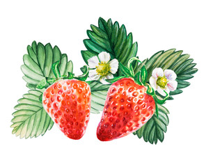 Watercolor red juicy strawberries with leaves and flower. Food background, painted bright composition. Hand drawn food illustration. Fruit print. Summer sweet fruits and berries.