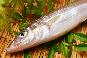 鱚きす入荷しました