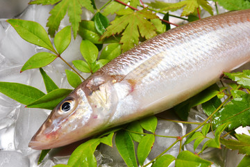 鱚きす入荷しました