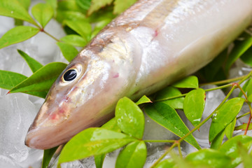 鱚きす入荷しました