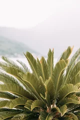 Afwasbaar Fotobehang Olijfgroen Straten en bezienswaardigheden van de oude stad. Panorama van de stad Perast in Montenegro.