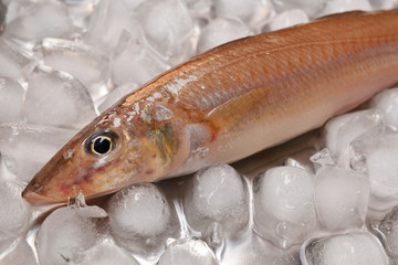 鱚きす入荷しました