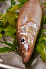 鱚きす入荷しました