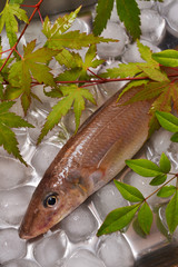 鱚きす入荷しました