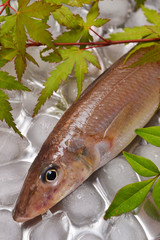 鱚きす入荷しました