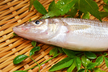 鱚きす入荷しました