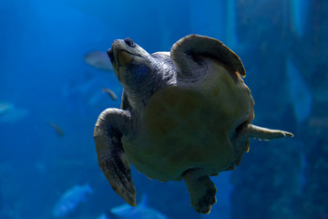 Turtle swimming in an aquarium in San Sebastian, Donosti