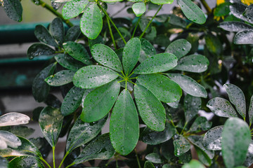 Green fresh decorative foliage background