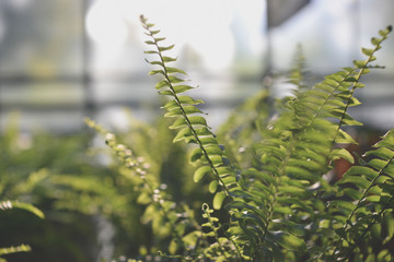 Green fern plant background toned