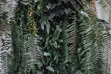 Green fern plant background toned