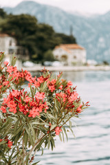 Streets and sights of the old town. Panorama of the city of Perast in Montenegro.
