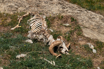 Sheep skull in nature.