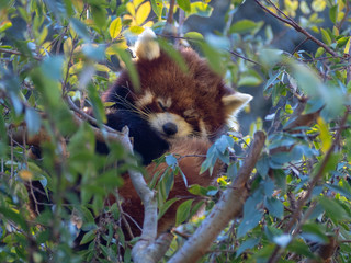red panda sleeping on a tree