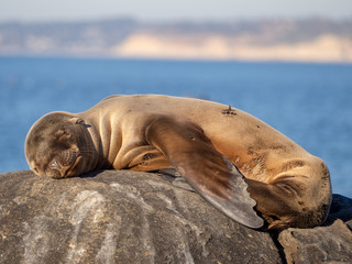 baby seal sleeping on a rock